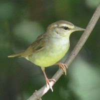 Swainson's Warbler